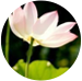 黃老板